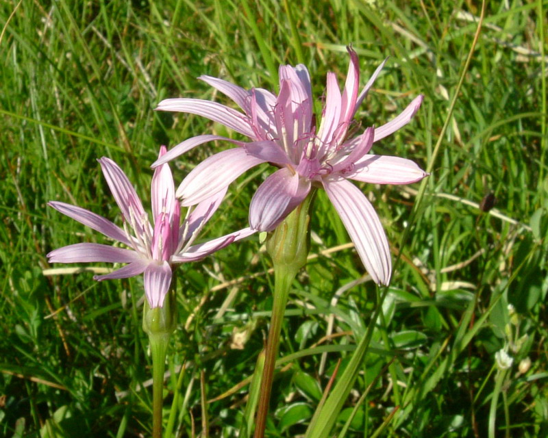 Scorzonera rosea / Scorzonera rosea